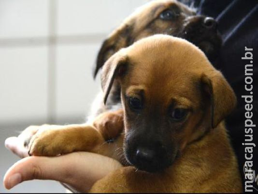 Prefeitura cria banco de ração e utensílios para cães e gatos
