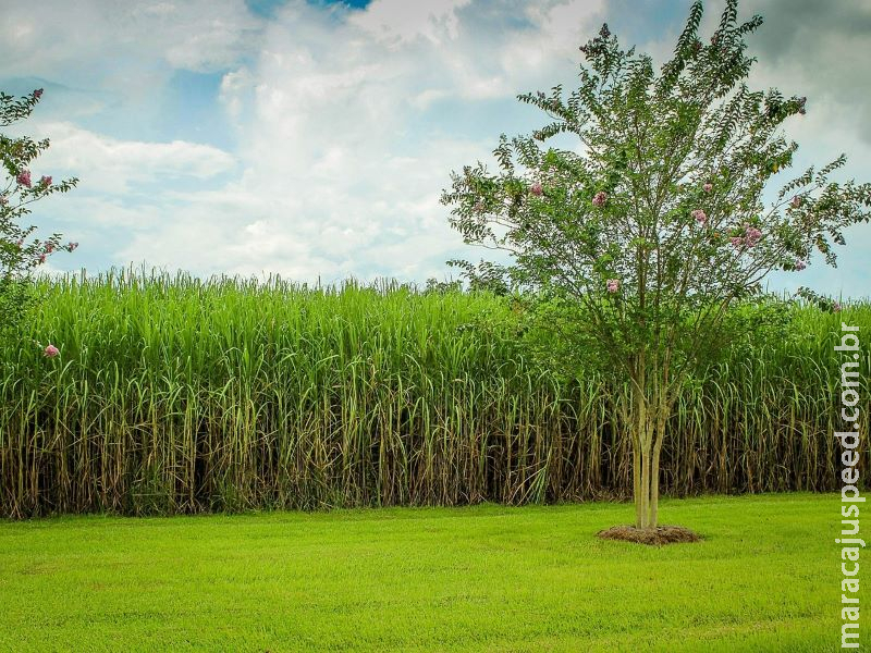 Projeto brasileiro usa palha da cana-de-açúcar para gerar energia renovável