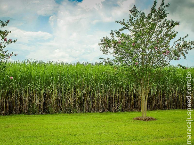 Projeto brasileiro usa palha da cana-de-açúcar para gerar energia renovável Projeto brasileiro usa palha da cana-de-açúcar para gerar energia renovável