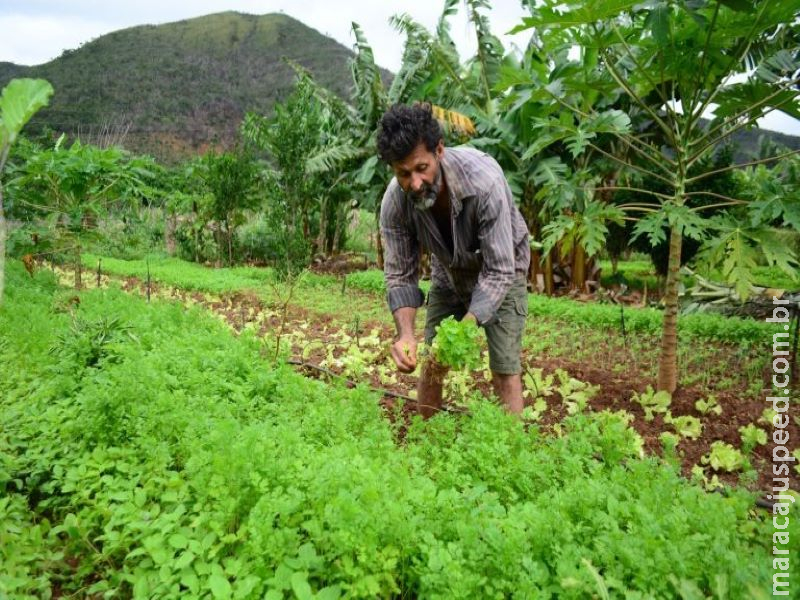 Proposta prevê compra de alimentos da agricultura familiar e doação à população Proposta prevê compra de alimentos da agricultura familiar e doação à população