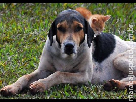 Saiba como proteger seus pets do coronavírus