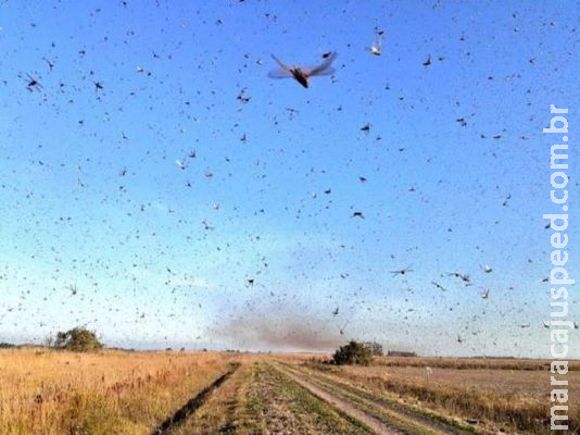 A ameaça das nuvens de gafanhotos em Mato Grosso do Sul