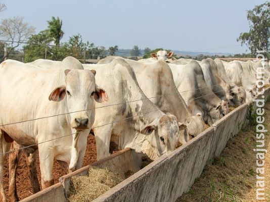 Adoção da suplementação animal deve ser planejada e criteriosa
