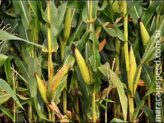 Área plantada de milho encolhe 12% no Estado Área plantada de milho encolhe 12% no Estado