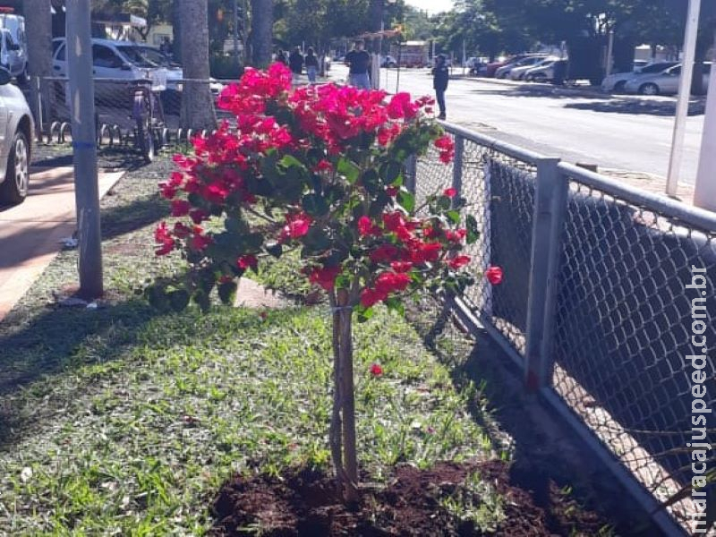Árvore é plantada no HV em homenagem ao médico vítima de Covid-19