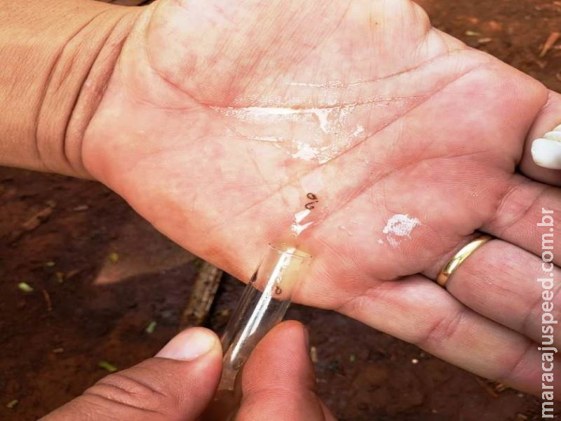 Estado registra mais 484 notificações por dengue em uma semana Estado registra mais 484 notificações por dengue em uma semana