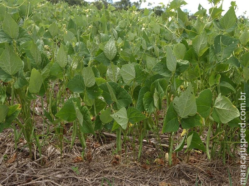 Estudo projeta redução de áreas de produção de arroz e feijão Estudo projeta redução de áreas de produção de arroz e feijão