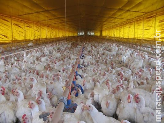 Exportações de carne de aves em MS aumentam em 25% no primeiro semestre