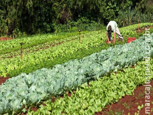 Garantia-Safra autoriza pagamento para mais de 60 mil agricultores