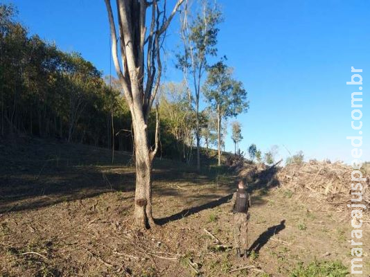 Idoso leva multa por desmatamento ilegal em área protegida Idoso leva multa por desmatamento ilegal em área protegida