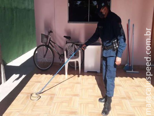 Jararaca é capturada pela PMA em área central de Coxim Jararaca é capturada pela PMA em área central de Coxim