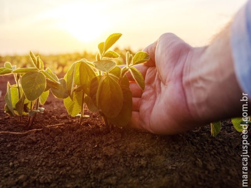 Mapa lança projeto para avaliar e aperfeiçoar os produtos de seguro rural