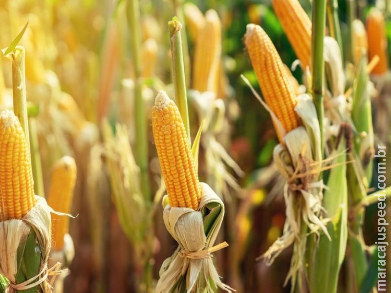 Mapa publica zoneamento das culturas de milho 1ª safra e sorgo para a safra 2020/2021