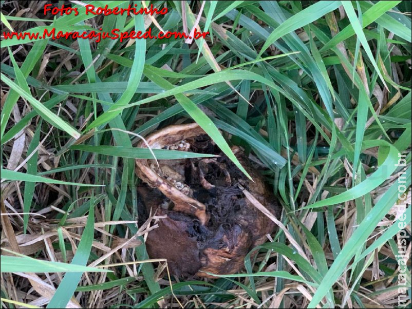 Maracaju: Polícia Civil identifica corpo encontrado nas proximidades da linha férrea Maracaju: Polícia Civil identifica corpo encontrado nas proximidades da linha férrea