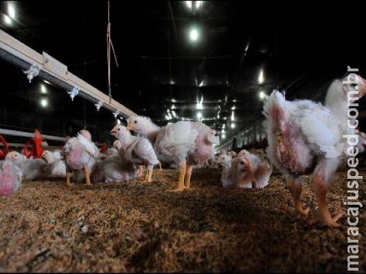 Mesmo com pandemia, exportação de carne de aves aumenta em MS Mesmo com pandemia, exportação de carne de aves aumenta em MS