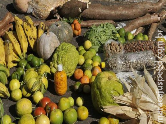 Mutirão distribui cestas agroecológicas para comunidades vulneráveis