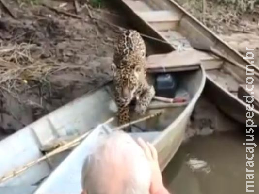 Onça é flagrada “roubando” peixe em barco no Rio Aquidauana