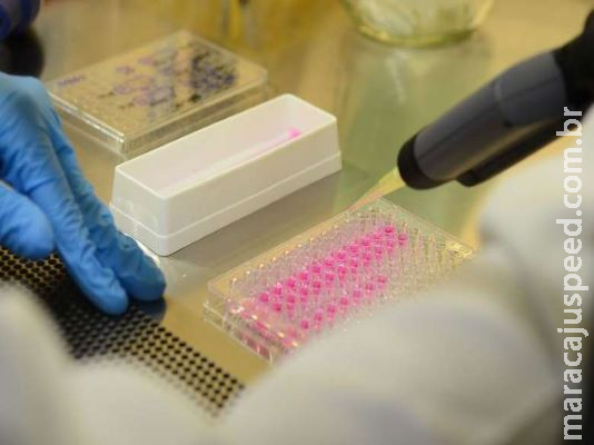 Pesquisadores conseguem bloquear ação do zika em camundongos Pesquisadores conseguem bloquear ação do zika em camundongos
