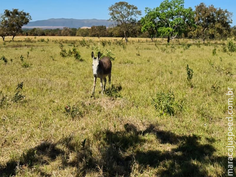 Piloto de asa delta campo-grandense é atacado por jumento após pouso em pasto