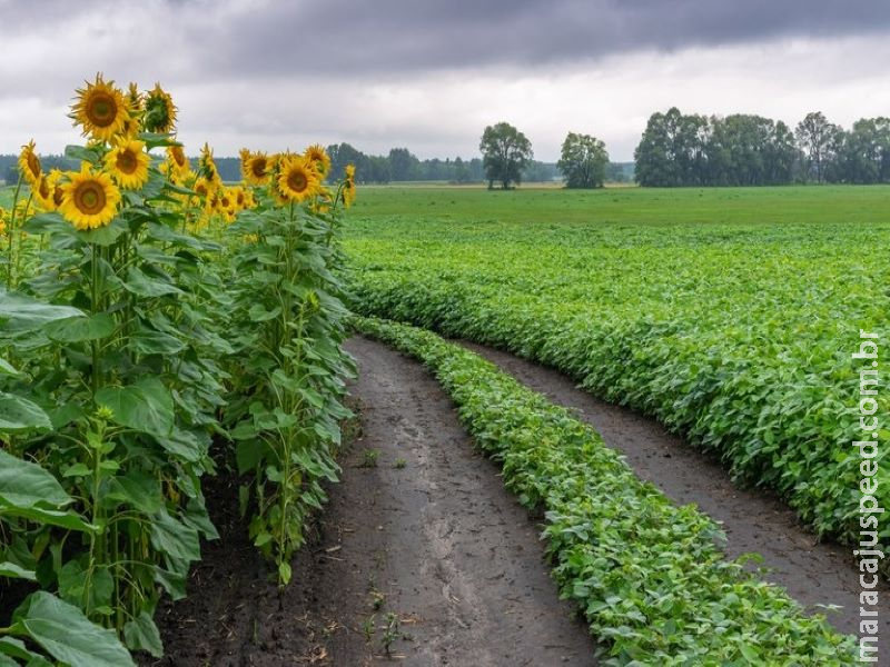 Plano Safra 2020/2021 entrou em vigor na quarta-feira