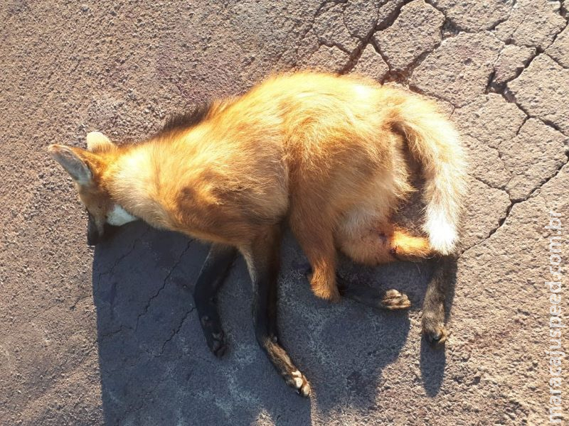 PMA socorre lobo-guará ferido após atropelamento na BR-262 PMA socorre lobo-guará ferido após atropelamento na BR-262
