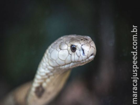 Polícia Civil do DF prende estudante picado por cobra naja