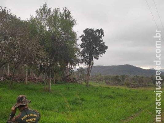 Polícia descobre exploração ilegal de vegetação com ajuda de satélite Polícia descobre exploração ilegal de vegetação com ajuda de satélite