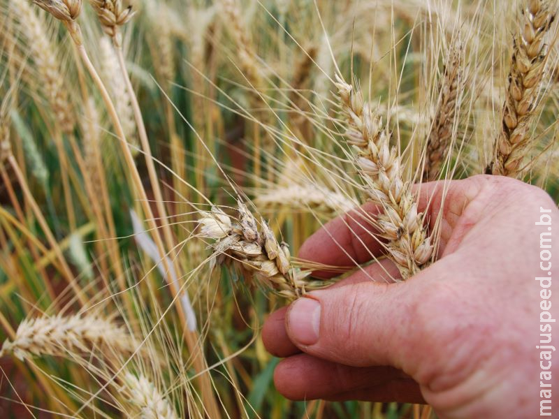 Principais doenças do trigo no Brasil
