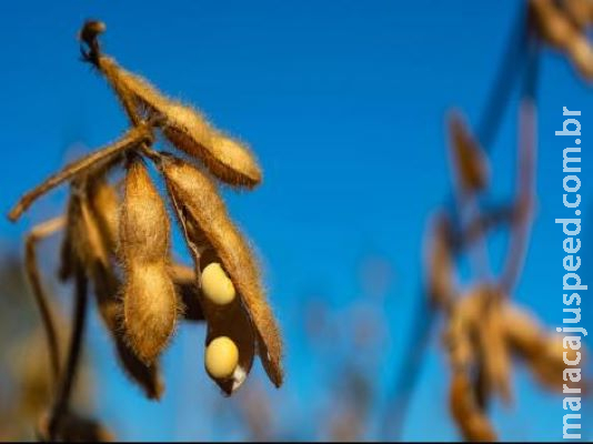Produção terá recorde de faturamento