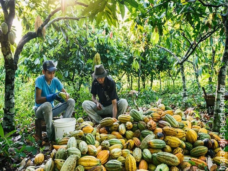 Projeto de auxílio à agricultura familiar na pandemia será analisado no Senado Projeto de auxílio à agricultura familiar na pandemia será analisado no Senado