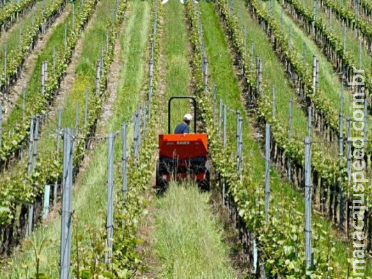 Senadores apresentam propostas para fortalecer o agro na pandemia Senadores apresentam propostas para fortalecer o agro na pandemia