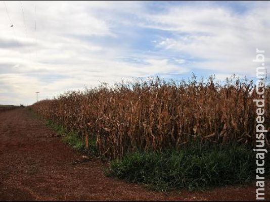 Setor produtivo captou mais de R$ 1 bilhão na pandemia Setor produtivo captou mais de R$ 1 bilhão na pandemia
