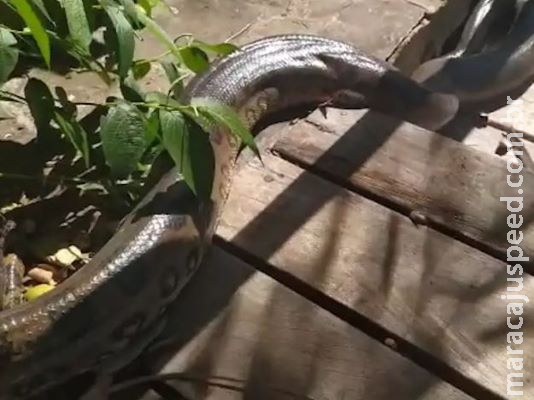 Sucuri de 5 metros é flagrada tomando banho de sol em balneário de Bonito