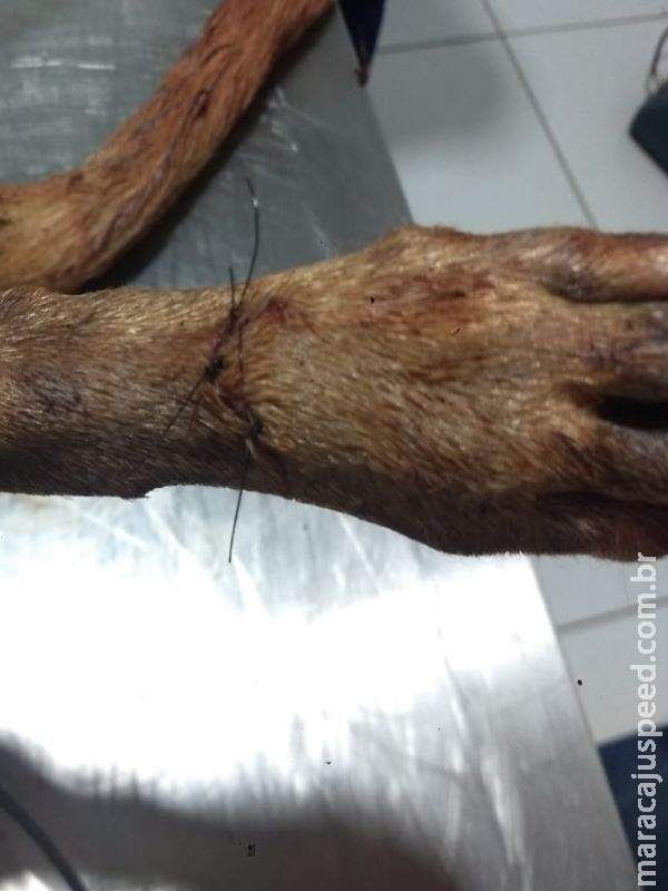 Vizinhos castram cachorro sem consentimento da dona e o deixam sangrando Vizinhos castram cachorro sem consentimento da dona e o deixam sangrando