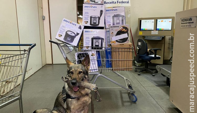 Agente canina encontra mais de R$ 27 mil em drogas escondidas em encomendas despachadas no MS