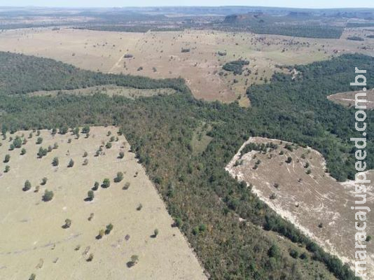 Empresa paulista é multada em R$ 320 mil por desmatar fazenda Empresa paulista é multada em R$ 320 mil por desmatar fazenda