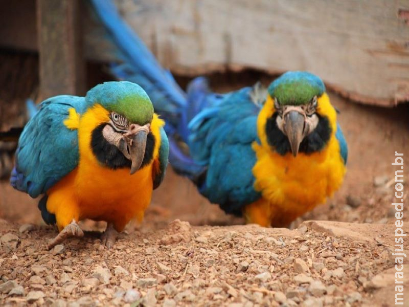 Entenda as regras para criação de animais silvestres Entenda as regras para criação de animais silvestres
