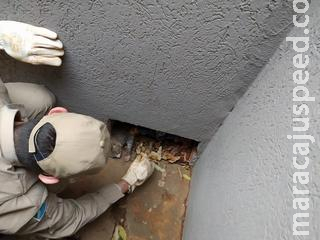 Maracaju: Bombeiros resgatam gatinho que ficou preso em relógio hidrômetro Maracaju: Bombeiros resgatam gatinho que ficou preso em relógio hidrômetro