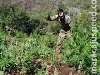 Operação destrói mais de 2 toneladas de plantação de maconha na fronteira Operação destrói mais de 2 toneladas de plantação de maconha na fronteira
