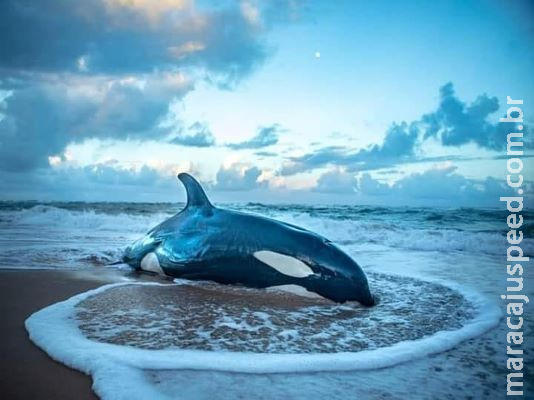 Orca encalha na praia, não responde às tentativas de socorro e é sacrificada Orca encalha na praia, não responde às tentativas de socorro e é sacrificada