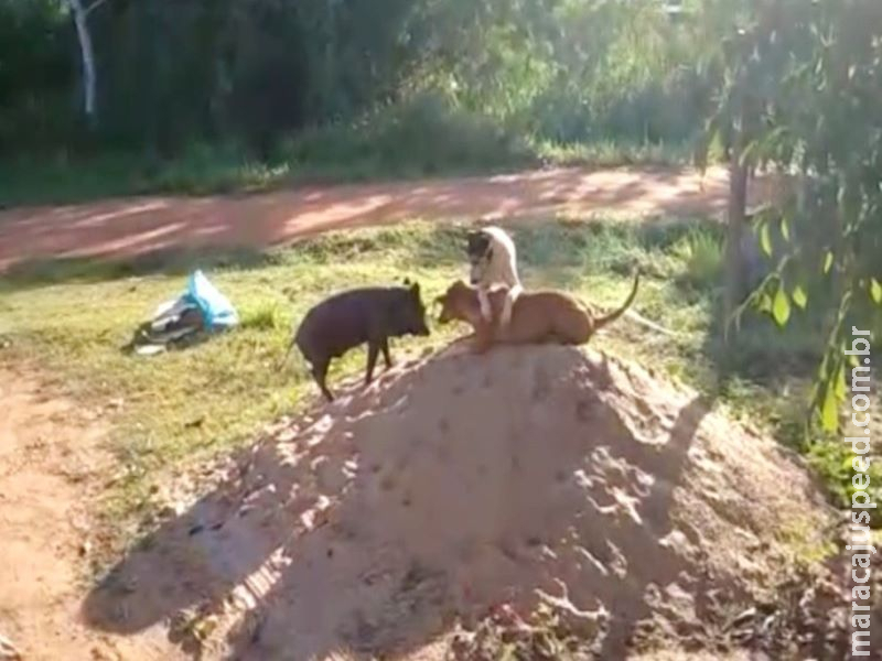 Porco que se comporta como cachorro ganha novo lar em chácara e 