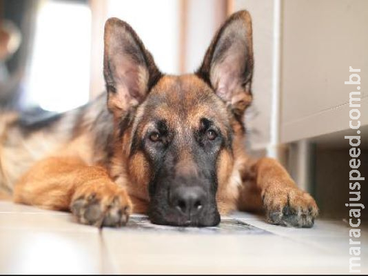 Primeiro cachorro infectado pelo coronavírus morre nos EUA depois de três meses Primeiro cachorro infectado pelo coronavírus morre nos EUA depois de três meses