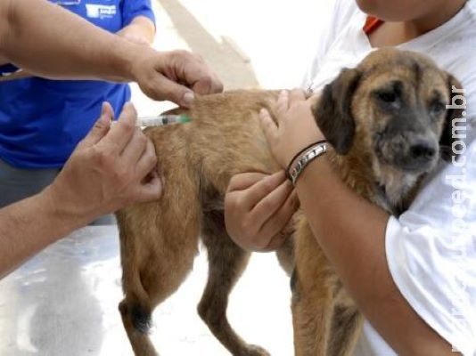 Semana de controle à leishmaniose traz alerta sobre doença aos seres humanos