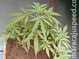 Traficante é preso com pés de maconha em casa e diz que estava desempregado Traficante é preso com pés de maconha em casa e diz que estava desempregado