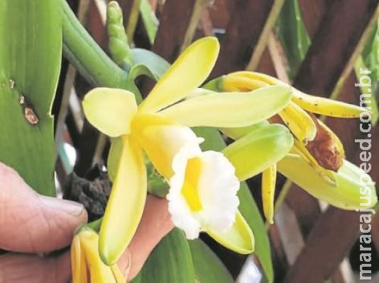 Turismóloga tornou-se expert em baunilha e no preparo de receitas com o seu aroma 