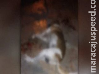 Vizinho é preso após ser flagrado matando cachorro envenenado em Campo Grande