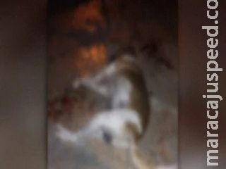 Vizinho é preso após ser flagrado matando cachorro envenenado em Campo Grande Vizinho é preso após ser flagrado matando cachorro envenenado em Campo Grande