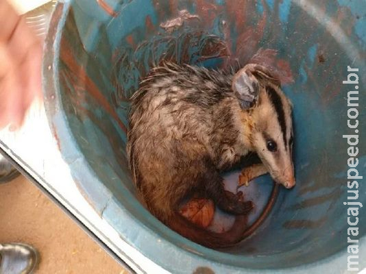 Após ser atacado por cachorro em cemitério, gambá ferido é levado ao Cras