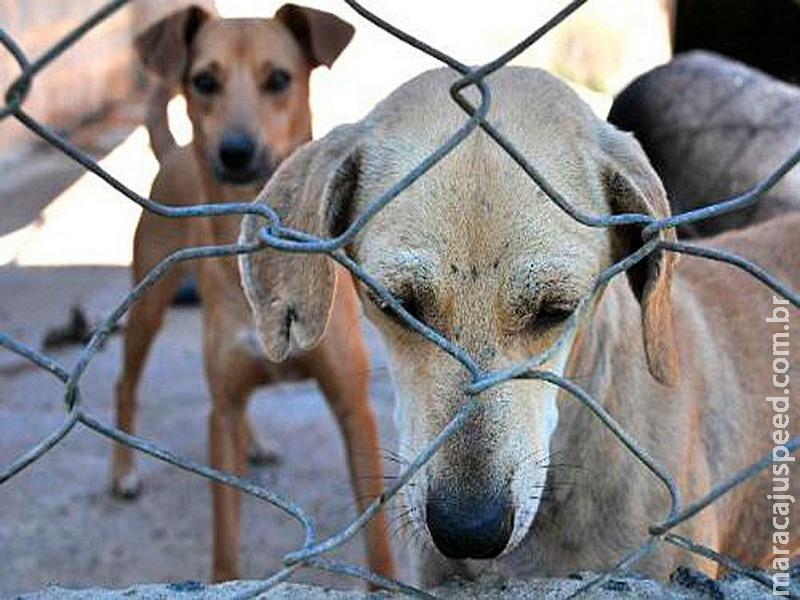 Aumento da pena para quem maltratar cães e gatos vai à sanção