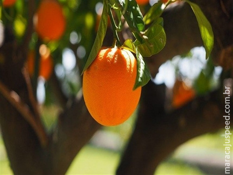 Bactérias da laranja reduzem impacto de agroquímicos